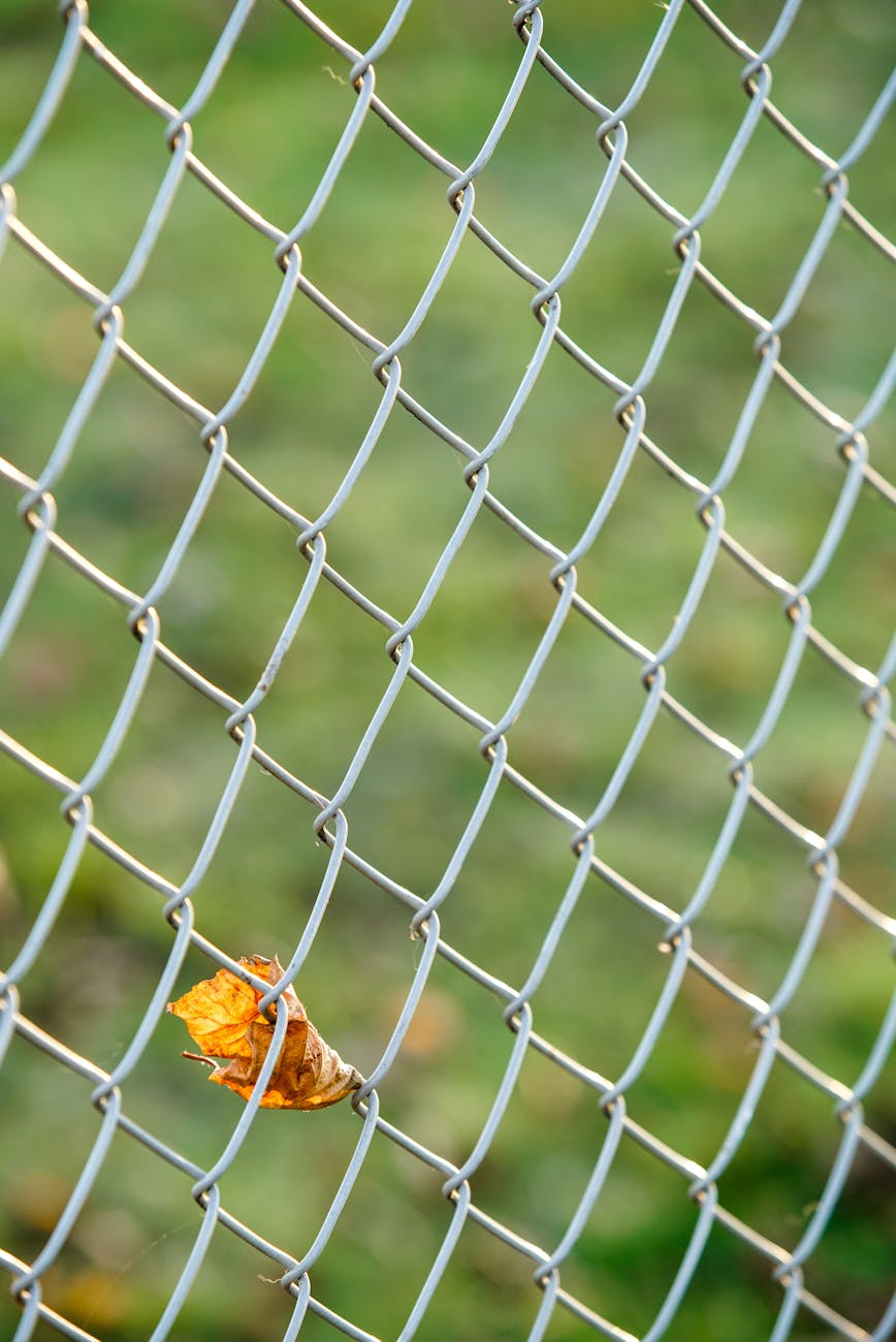 dried leaf on chain link fence